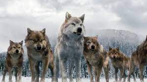 Where Wolf In Twilight Breaking Dawn It S All About The Special Effects Twilight Wolf Twilight Wolf Pack Twilight