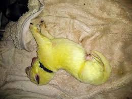 Checking 'include nearby areas' will expand your search. Bright Green Newborn Puppy Is Internet S New Love