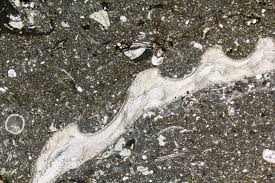 Alex Strekeisen Brachiopods