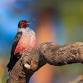 November Program: Save the Date — Anchorage Audubon Society