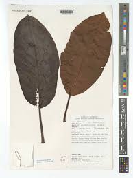 Image result for Ficus saussureana