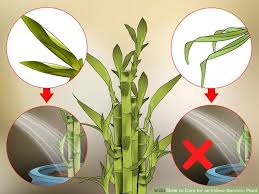 How To Care For An Indoor Bamboo Plant 14 Steps With Pictures Indoor Bamboo Plant Lucky Bamboo Plants Indoor Bamboo