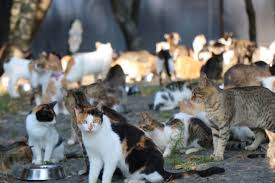 Samsun Da Kedi Kasabasi Muzigi Duyan Yuzlerce Kedi Yemege Kosuyor Mynet Trend