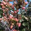 Sometimes the flowers are followed by small round red fruit that is coveted by squirrels. 1