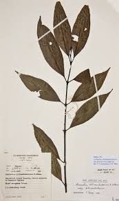 Image result for Lasianthus kilimandscharicus