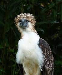 Einer der seltensten und schönsten adler. Philippinenadler Wikipedia