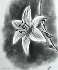 Black And White With Color Drawing 45 Beautiful Flower Drawings And Realistic Color Pencil Drawings Beautiful Flower Drawings Realistic Flower Drawing Flower Drawing
