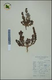 Image result for Stemodia serrata