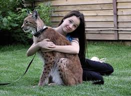 I Wish I Had A Lynx Pet Cat Pets Pet Lynx Animal Photo