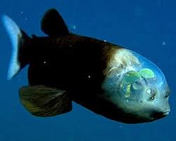11 Intriguing Transparent Animals Weird Sea Creatures Deep Sea Creatures Ocean Animals