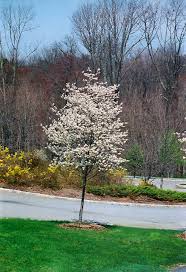 Image result for Amelanchier laevis