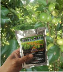 Rahasia agar tambulapot cepat berbuah cara mudah agar pohon mangga berbuah Cara Mengatasi Jambu Kristal Busuk Jual Obat Penguat Bunga Jambu Air Agar Bakal Buah Jambu Biji Tidak Rontok Pupuk Supaya Buah Tidak Rontok Sot Hcs Asli Di Lapak Degrasimba Bukalapak