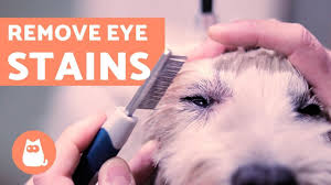 So, eye boogers … kind of a normal natural bodily function but somehow makes you humans queasy. My Dog Has Green Eye Discharge Causes And Treatment