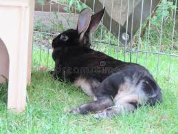 Image result for tbn:nuNU7FPK4A54yM::rvforsaleguide.com/images/bunny-resting-picture.jpg