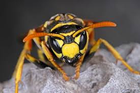 Was Wissen Sie Uber Wespen Insecten
