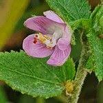 Image result for Hibiscus meyeri