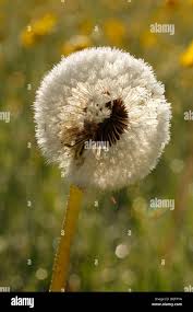 Image result for Taraxacum sp.