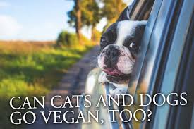 Get 20% off my pet carnivore coupon for dec 2020. Vegan With A Carnivore Pet Can Cats Dogs Go Vegan Too I Am Going Vegan
