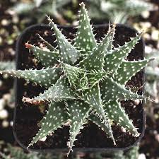 Image result for Aloe plowesii
