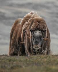 Musk ox safari personal tour, 2 days personal guide only for you when you want it … Musk Ox Photo2frame No