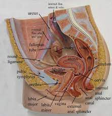 Anatomy Models Labeled Female Reproductive System Anatomy Female Reproductive System