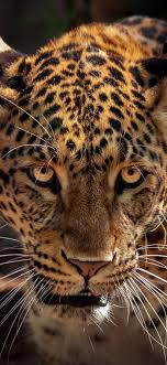 Free download high quality and widescreen resolutions desktop background images. Download 1125x2436 Wallpaper Wild Predator Curious Muzzle Jaguar Animal Iphone X 1125x2436 Hd Image Background 7938