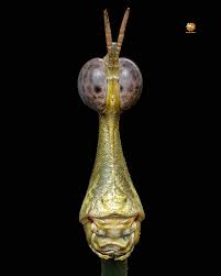 Image result for Pseudoprosopis