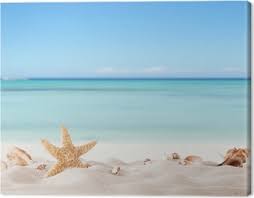 Achat vente en ligne de fruits de mer et coquillages de bretagne : Tableaux Sur Toile Coquillages Pixers Nous Vivons Pour Changer