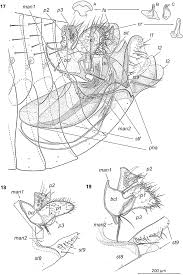 Terminalia in Hectopsylla males. Fig. 17. H. narium sp. nov.... | Download  Scientific Diagram