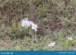 Image result for Cycnium