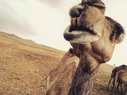 The camel's thick coat insulates it from the intense heat radiated from desert sand; Clive Standen On Twitter Learning To Gurn Like A Camel Out In The Desert Mirage Abudhabi Makingfriends