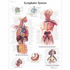 The discipline of anatomy is divided into macroscopic and microscopic. Human Skeleton Poster Human Skeleton Chart Laminated