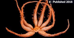 The amazing sea creatures—part of a group of animals known as echinoderms—travel using their tube feet. Static01 Nyt Com Images 2018 02 08 Science 08tb