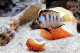 Altolamprologus Sp Compressisceps Sumbu Shell In 2020 African Cichlids Cichlids Aquarium Fish