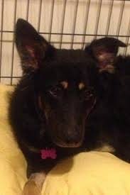 There are so many loving adoptable pets right in your community waiting for a family to call their own. Youngstown Oh German Shepherd Dog Meet Carson A Pet For Adoption