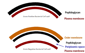 It also helps maintain the cell shape, which is important for how the cell will grow, reproduce, obtain nutrients, and move. Peptidoglycan Structure Function Microbe Online