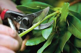 Early trimming helps trees develop a strong foundation and a desirable. How To Prune Small Trees And Shrubs This Old House