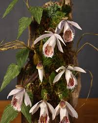 Image result for Habenaria microsaccus