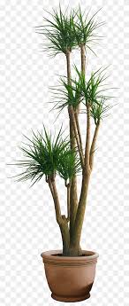 Vaso De Plantas Hd Bonsai Decoracao Em Vaso Png Pngwing