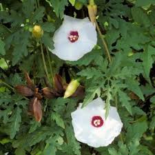 Image result for Merremia tuberosa