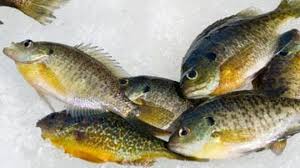 What size hook should i use for bluegill? Introduction To How To Clean Panfish Howstuffworks