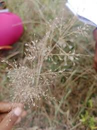 Image result for Eragrostis mollior