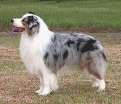 Blue Merle Australian Shepherd With Full White Collar Australian Shepherd Blue Merle Australian Shepherd Dog Love