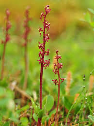 Image result for Nesaea cordata