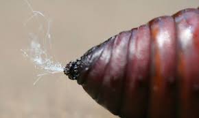 The pupal stage lasts about 3 weeks in warmer climates. Luna Moth Actias Luna Linnaeus