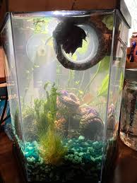 Betta Splendens Fish Care And Health Guide - Glass Aqua