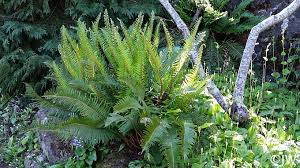Image result for Polystichum