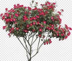 People often have some other intuitive notion of pattern but these generally don't have any useful meaning. Pink Flowers Bonsai Flowerpot Potted Flowers World Annual Plant Lawn Png Pngwing