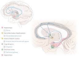 The brain stem is the caudal part of the brain and consists of the midbrain, pons, and medulla oblongata. Diencephalon And Brainstem Amboss