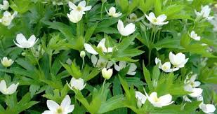 Black medic, black hay, hop clover, hop medic, yellow trefoil medicago lupulina (introduced) family: Small White Flowers With A Stock Footage Video 100 Royalty Free 22849231 Shutterstock